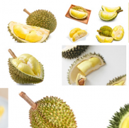 榴莲注册商标哪一类？